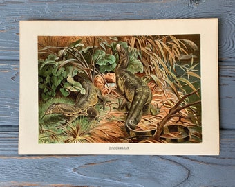 1892 Original Antique Chromolithograph with water monitor, Natural History - varanid lizard illustration, reptiles print