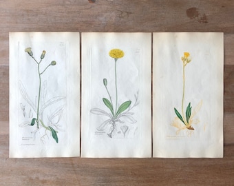 1835 Antieke botanische prentenset van 3, minimalistische botanische gravure, illustraties van gele veldbloemen