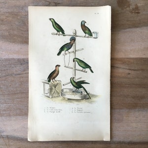 Könnte beinhalten: Eine antike Illustration von sechs verschiedenen Papageienarten auf einer Sitzstange. Die Papageien sind grün, blau und braun mit verschiedenen Markierungen. Die Illustration ist mit den Namen der Papageien in Französisch beschriftet.