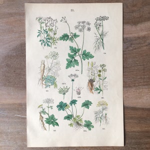 1882 Litografía antigua original, Litografía botánica, Decoración de pared botánica, Plantas de campo de impresión antigua, Arte de pared de ilustración botánica