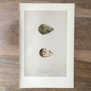 1892 Antique Bird Eggs Chromolithograph, Spotted Redshank Egg, Antique bird egg print, Bird Egg wall art, Original Bird Chromolithograph