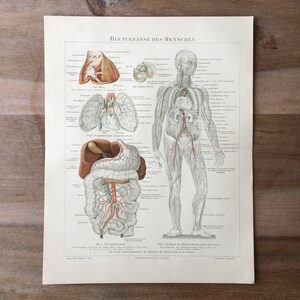 1895 Original antike Lithographie mit Blutgefäßen, medizinische Illustration, menschliche Anatomie