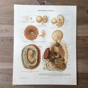 1895 Litografia antica originale con sviluppo dell&#39;embrione, Illustrazione medica, Anatomia umana
