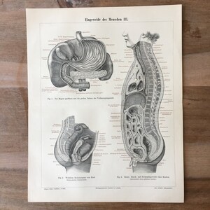 1895 Original antike Lithographie mit Körperstruktur, medizinische Illustration, menschliche Anatomie