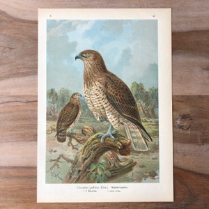Grabado de águila culebrera de 1897, cromolitografía antigua original con aves rapaces, arte mural vintage de aves, ilustración de rapaces.