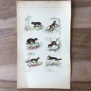 1835 Original antique animal engraving with caracal, serval, ocelot, margay print, Animal wall decor, Animal Plate