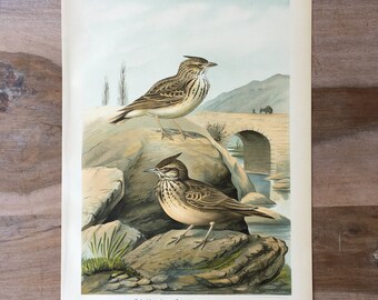 アンティーク 1907 ラーク 鳥 希少 サイン入り プリント クロモ