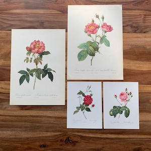 1954-1963 Original Antique botanical prints | Gallery Wall Set of 4| Vintage rose illustration