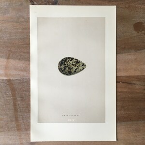 1892 Antique Bird Eggs Chromolithograph, Grey Plover Egg, Antique bird egg print, Bird Egg wall art, Original Bird Chromolithograph