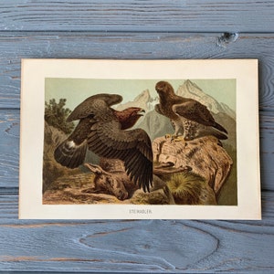 1892 Cromolitografía antigua original, estampado de aves con águila real, ilustración de ave rapaz