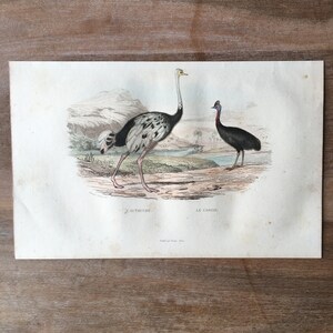 1844 Original Antique Bird Engraving with Ostrich, Cassowary, Hand Coloured Engraving, Antique bird print