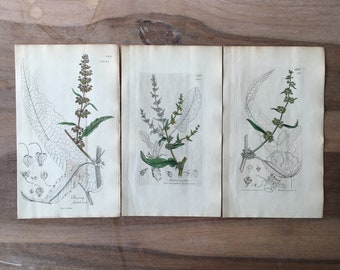 1835 Antike botanische Gravur 3er-Set mit Geigendock, Rumex palustris, Sumpfdock, minimalistische botanische Drucke