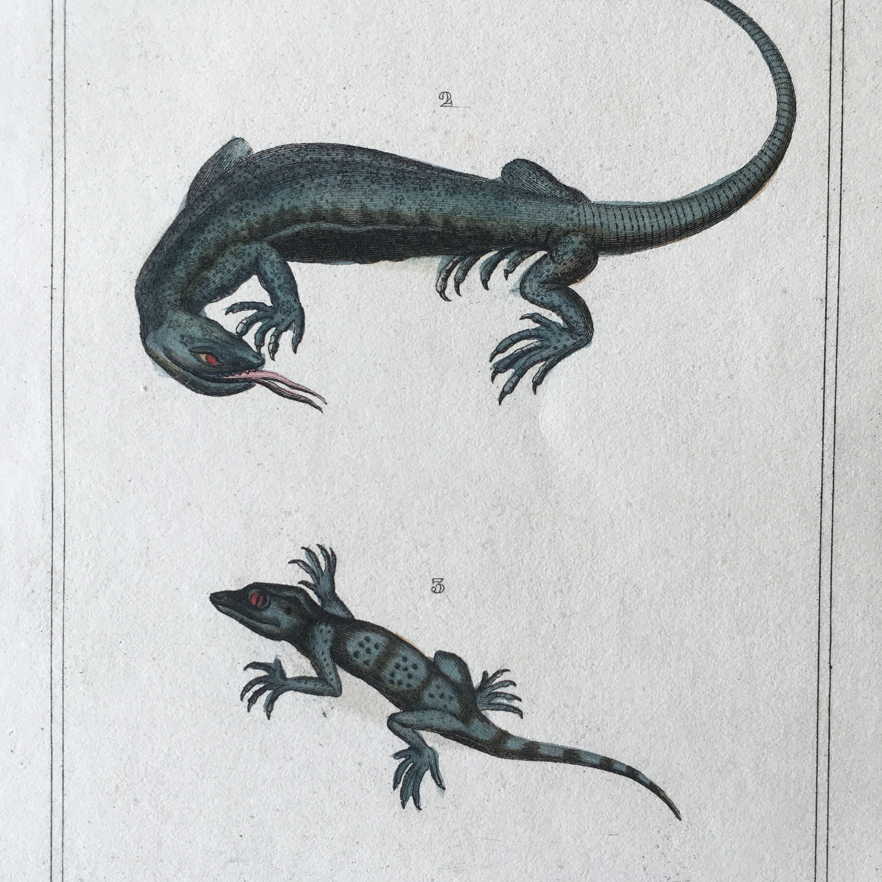 1840 Reptiles Engraving, Original Antique Lizard Print