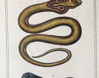 1840 Reptiles Engraving, Original Antique Snake Print, Spectacle