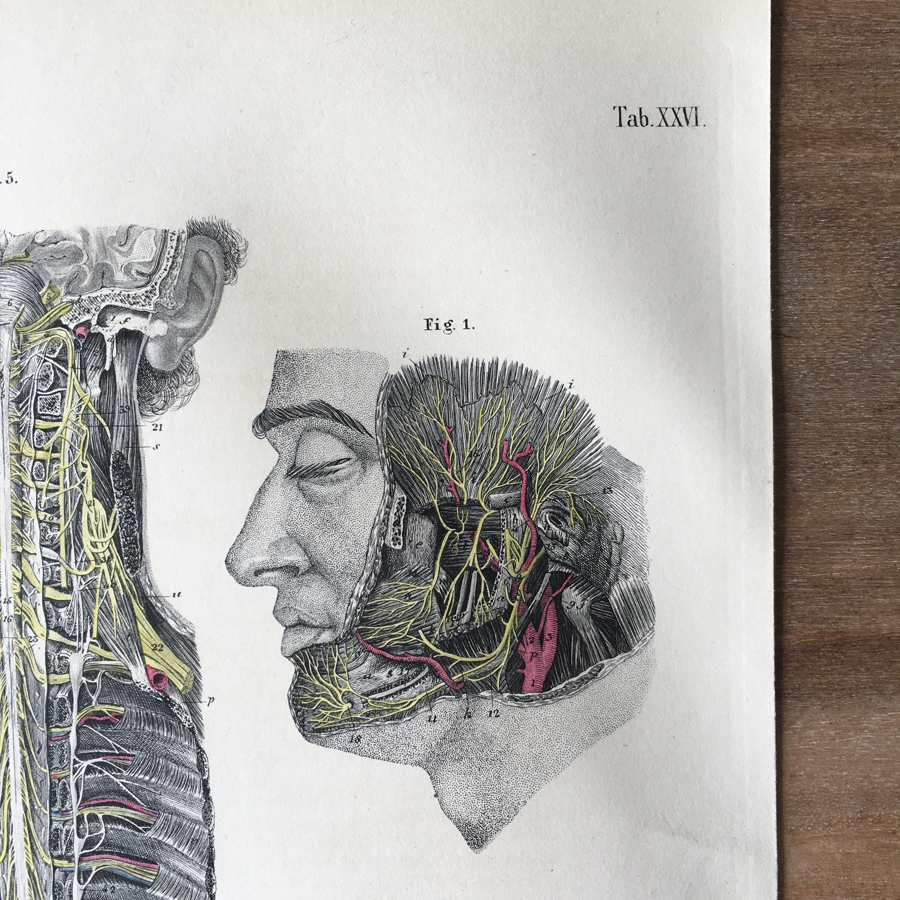 1871 Rare Medical Engraving, Human Brain Structure, Nervous System ...