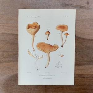 シクラメンにてんとうむしlithograph 美品 1905 Original Vintage Lithograph With Mushrooms, Hygrophorus