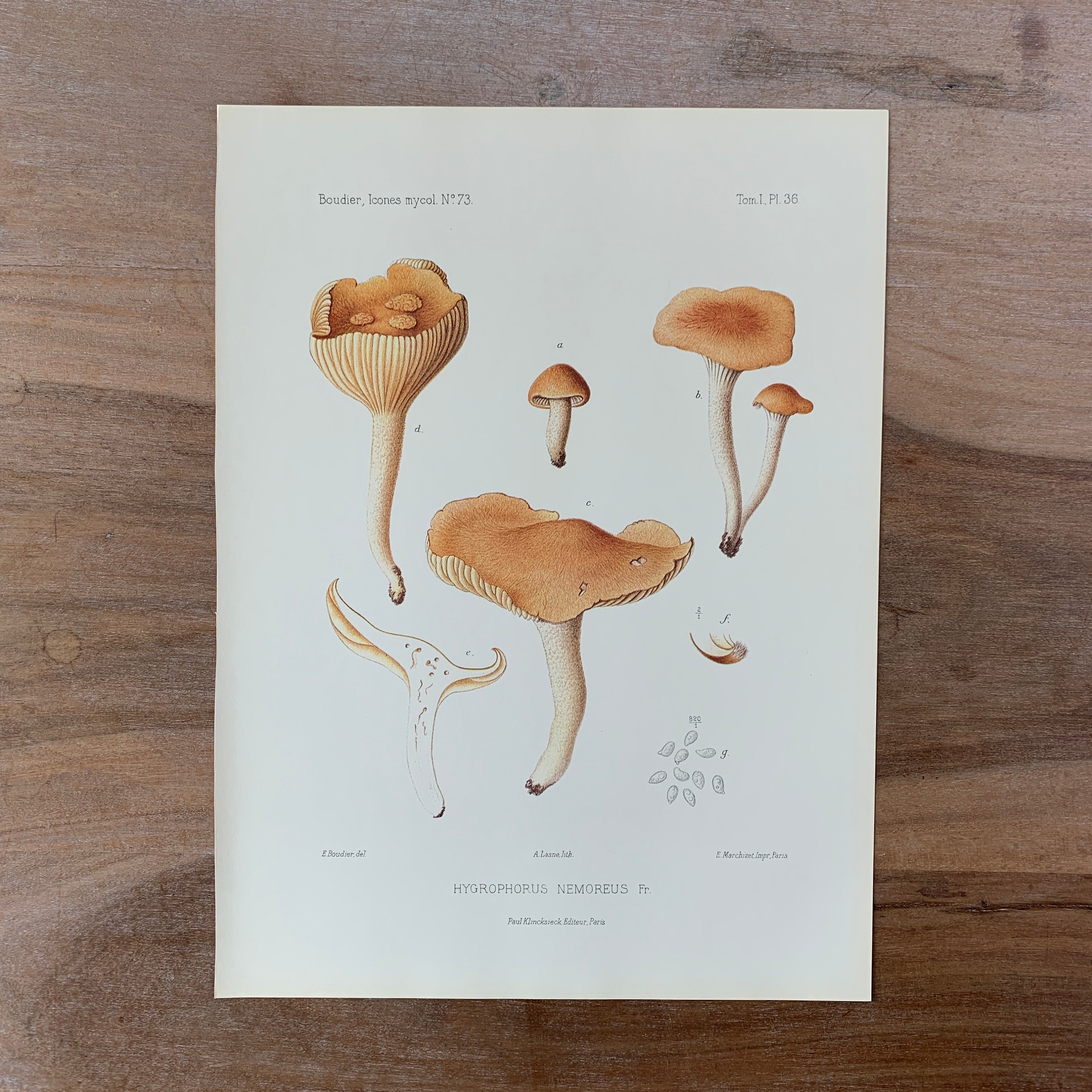 シクラメンにてんとうむしlithograph 美品 シクラメンにてんとうむしlithograph 美品
