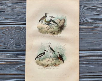 1853 Original Antique bird engraving with Plovers, Dippers, Vintage bird illustration, Hand Colored, 6x10 inches