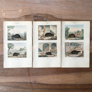 1840 Original Animal engraving set of 3 with rat print, vole print, mouse print, field mouse print, Rodent Illustration