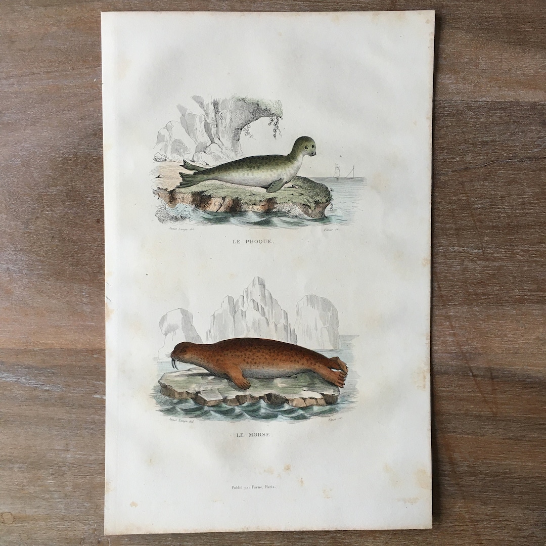 1844 Original Antique Animal Engraving, Natural History - Walrus and ...
