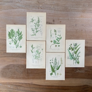 1882 Antique Botanical Lithograph Set of 6 | Vintage Medicinal Plants Prints | Minimalist Botanical Illustrations Wall Art