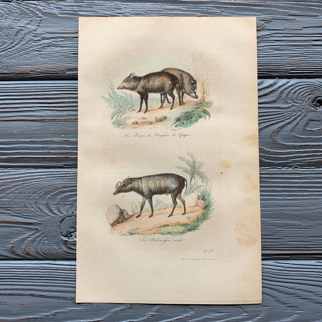 1853 Original Antique Animal Engraving With Peccary, Deer Pig, Vintage ...