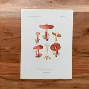May include: A botanical illustration featuring several types of mushrooms in shades of red, orange, and yellow. The mushrooms are depicted with detailed stems, caps, and gills, set against a white background. The print includes scientific text.