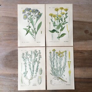 1889 Lithographies botaniques antiques - ensemble de 4, imprimés floraux vintage, illustrations botaniques anciennes
