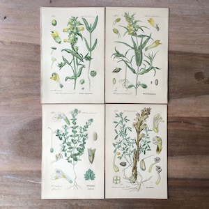1889 Antique botanical lithographs - set of 4, vintage floral prints, old botanical illustrations