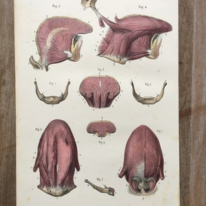 1866 Original Antique Human Anatomy, Anatomy print - Tongue, Medical illustration