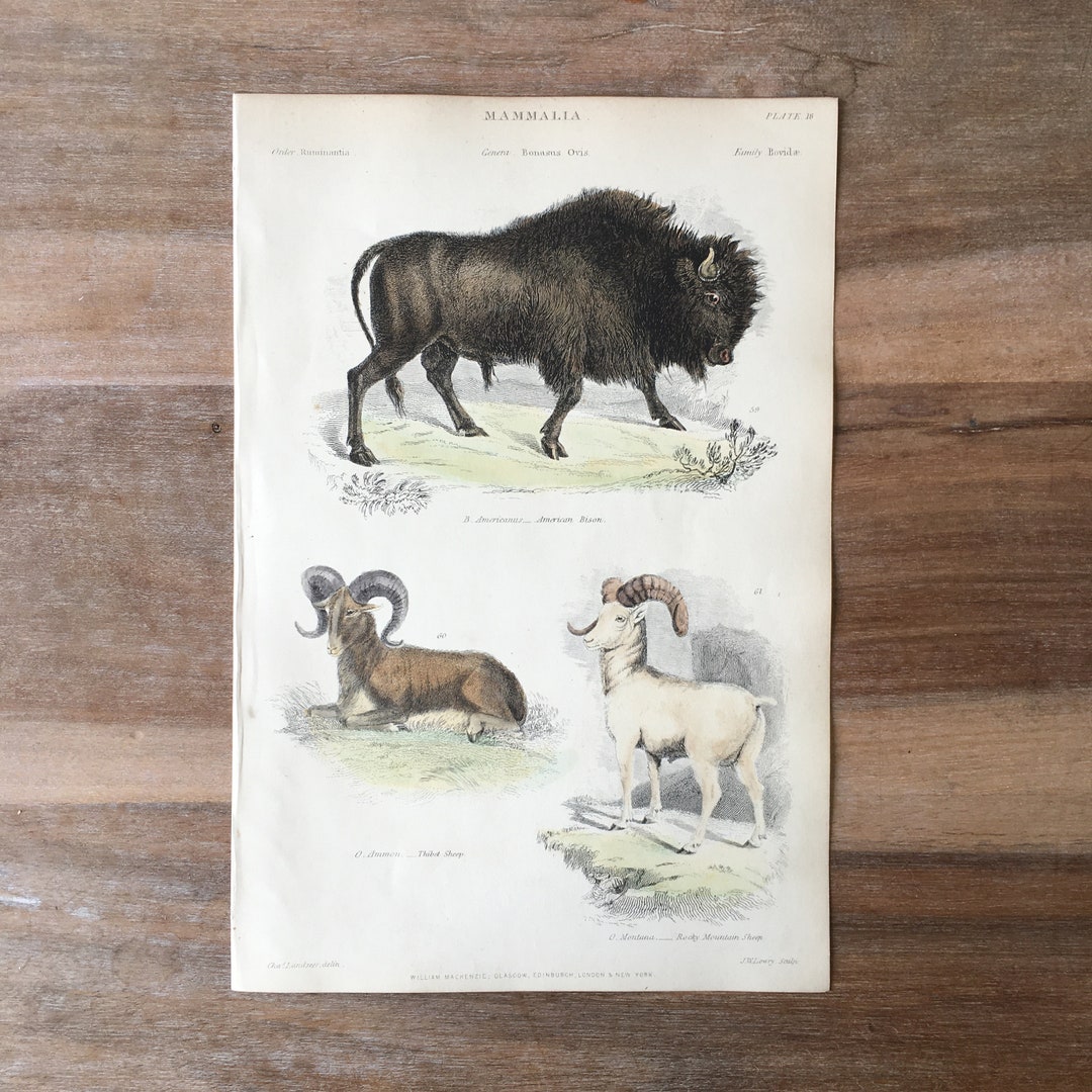 1865 Original Antique Animal Engraving With American Bison, Tibet Sheep ...