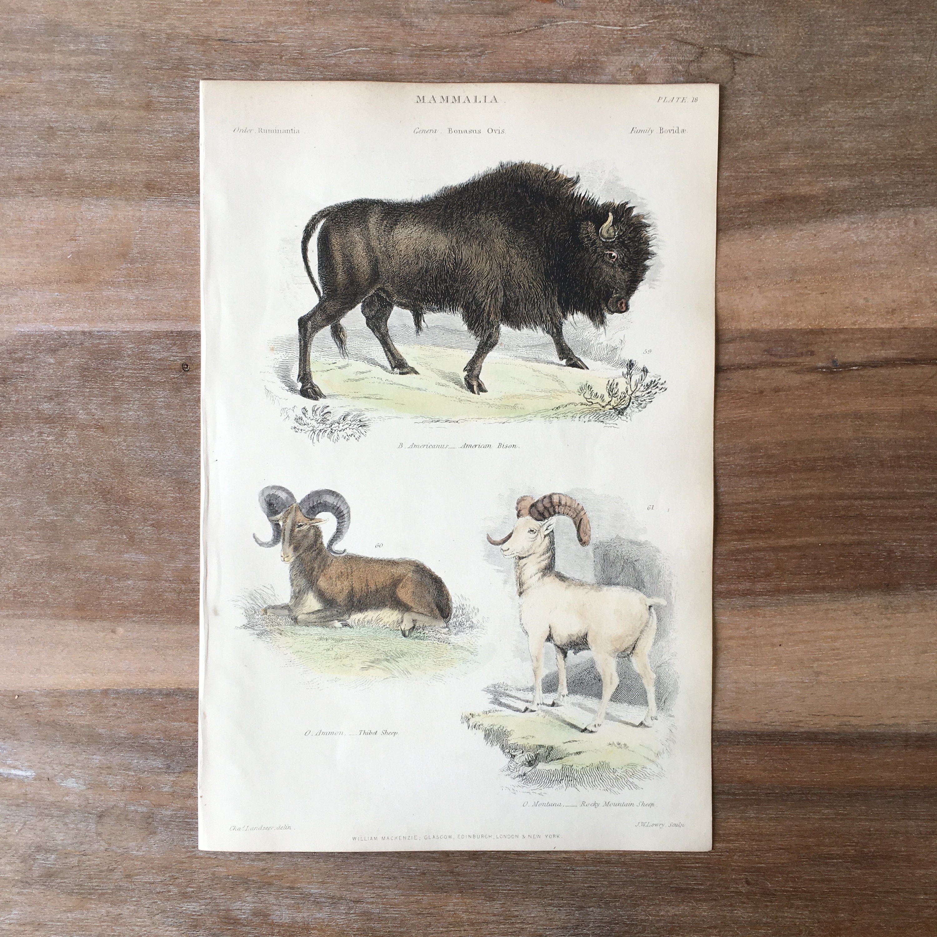 1865 Original Antique Animal Engraving with American Bison, Tibet Sheep, Rocky Mountain Sheep, Hand Colored Print