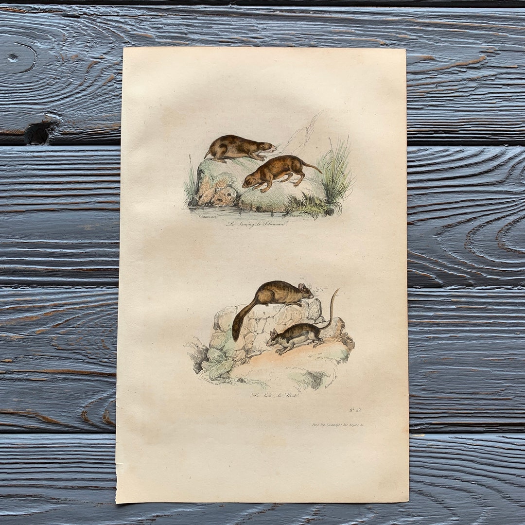 1853 Original Antique Animal Engraving With Dormouse, Lemming Print ...
