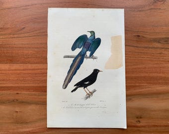 Originaler antiker Vogelstich von 1839 mit Langschwanz-Glanzstar und Haubenmaina, handkolorierter Vogeldruck
