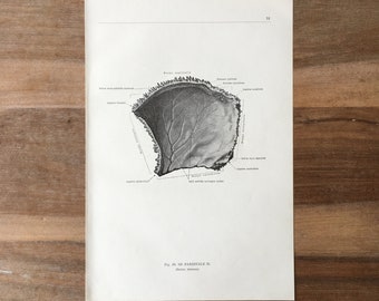 1962 Vintage Medical Print, Osteology Print, Human Body Print, Anatomy art print, Human Skull Print, structure of bones, Occipital bone