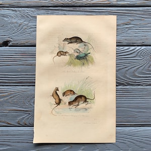 1853 Original Antique Animal Engraving with Mouse, Rat, Vintage animal illustration, Hand Colored Print, 6x10 inches