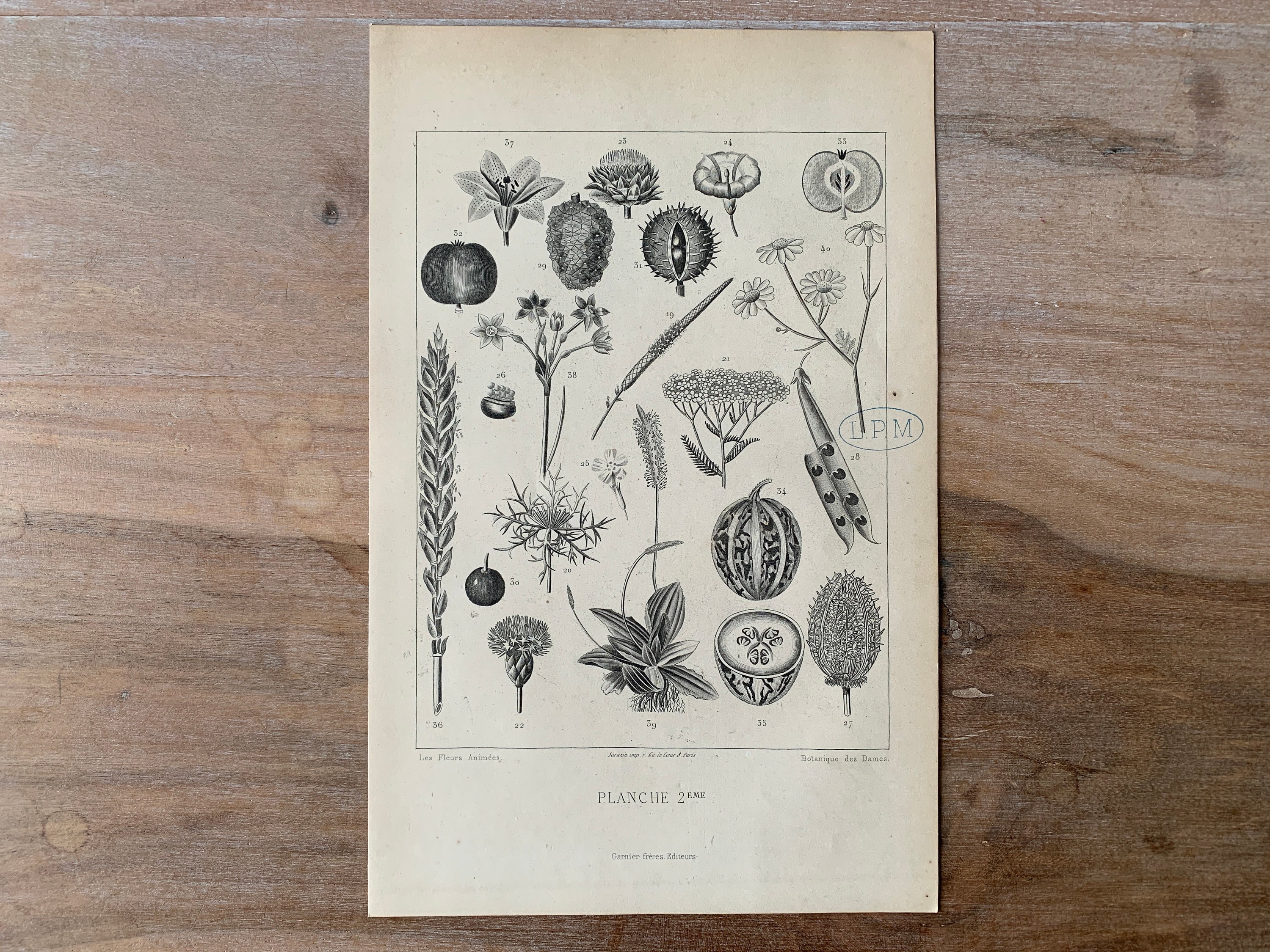BOTANICAL ART 【import品】 il_fullxfull.