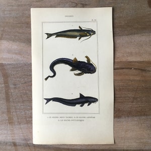 1835 Antique fish engraving, Silurus, catfish illustration, Original print from 19th century