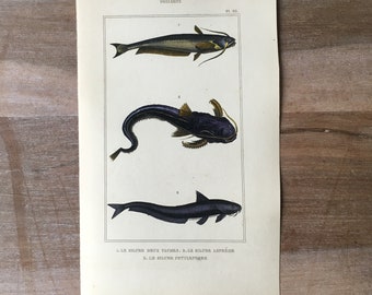 1835 Antiker Fischstich, Silurus, Welsillustration, Originaldruck aus dem 19. Jahrhundert