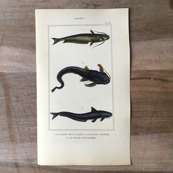 1835 アンティーク魚の彫刻、シルルス、ナマズのイラスト、19 世紀の 