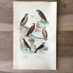 1835 Original antike Vogelgravur mit Falke, Hobby, Turmfalken-Illustration, Vintage-Vogeldruck