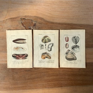 May include: Three vintage illustrations of different types of clams. The illustrations are in black and white with hand-painted details in shades of brown, red, and yellow. The illustrations are labeled with the scientific names of the clams.