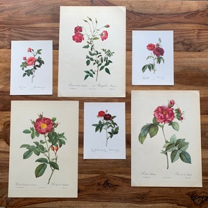 1954-1963 Original Antique botanical prints | Gallery Wall Set of 6 | Vintage rose illustration
