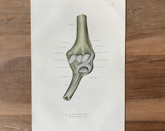 1962 Vintage Medical Print, Syndesmology Print, Joints and Articulations, Anatomy art print, Human Ligaments Print, Elbow Joint Print