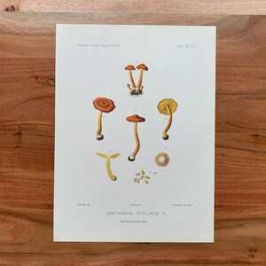 May include: A botanical illustration of various mushrooms, including Cortinarius Orellanus. The print features detailed drawings of the fungi in shades of orange, brown, and yellow, with scientific labels and text. The artwork is on a white background.
