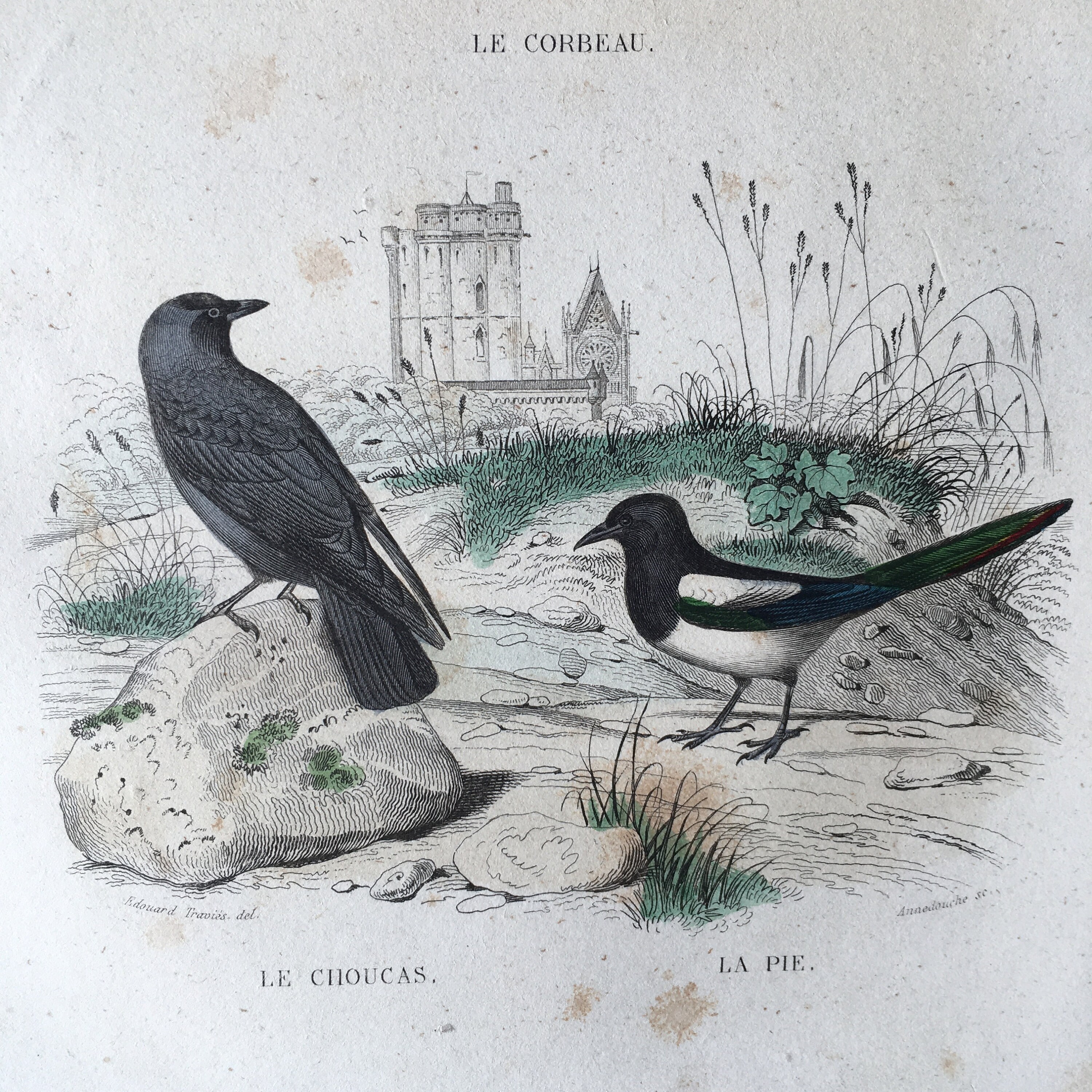 1844 Original Antique Engraving With Birds, Rook, Western Jackdaw
