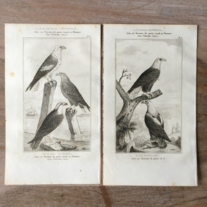 1835 Original Antique Lithographs with birds, Osprey, Sea Eagle, imperial eagle illustration, Bird prints set of 2