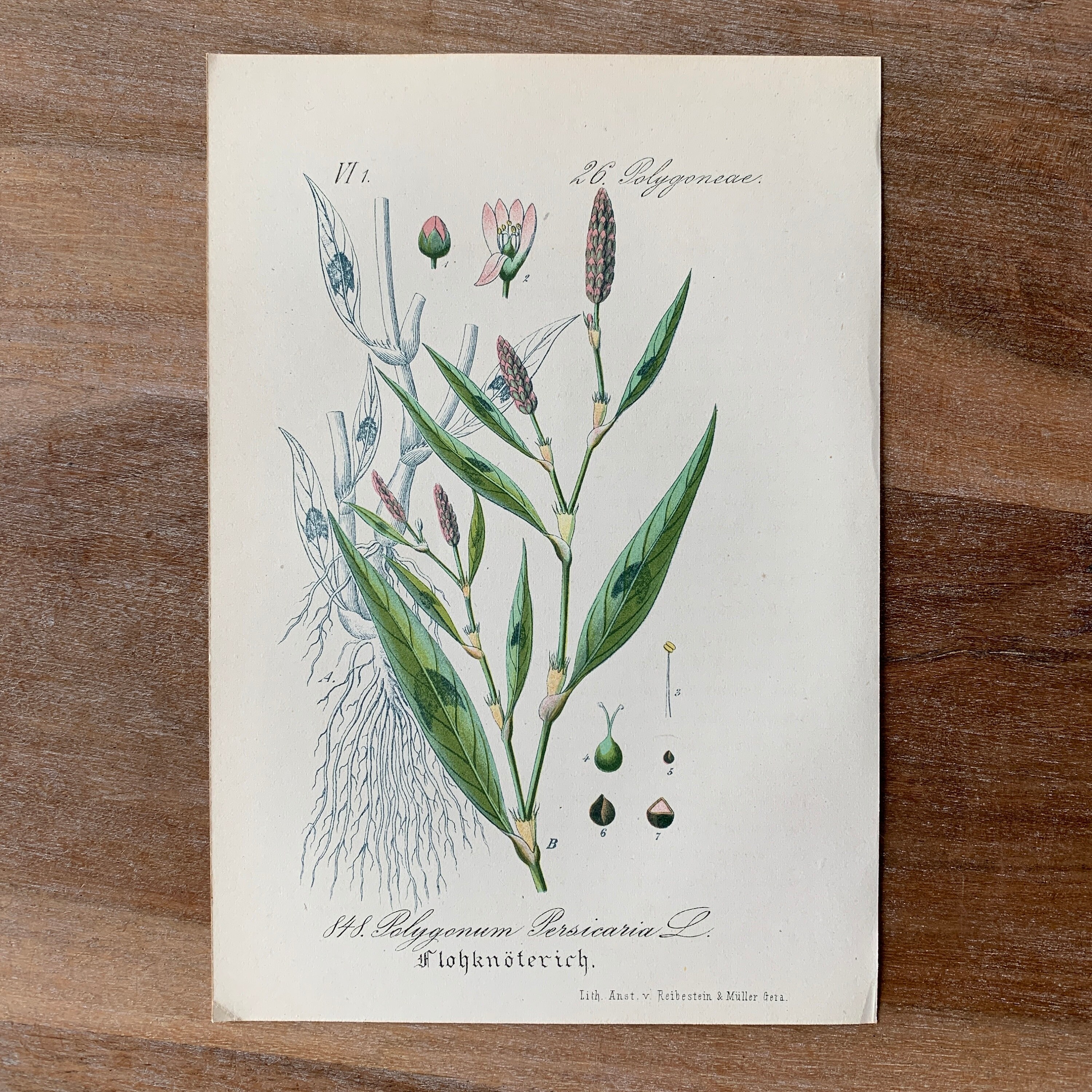 1882 Antique Botanical Lithograph Set of 6 | Vintage Medicinal