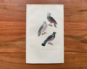 Originele antieke vogelgravure uit 1839 met kropperduif, rotsduif, Turkse tortel, met de hand ingekleurde vogelafdruk
