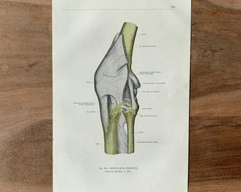 1962 Vintage Medical Print, Syndesmology Print, Joints and Articulations, Anatomy art print, Human Ligaments Print, Knee Muscle Joint Print